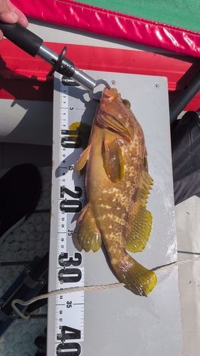 タイの釣果