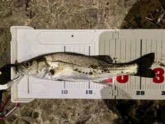 セイゴ（マルスズキ）の釣果