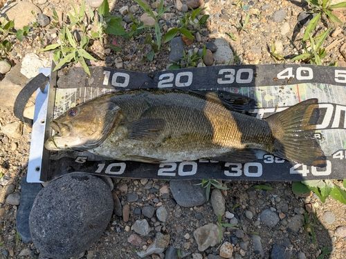 スモールマウスバスの釣果