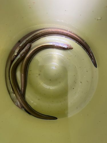 アナゴの釣果