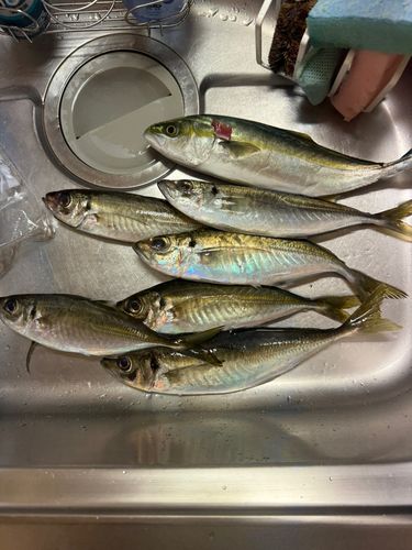 アジの釣果