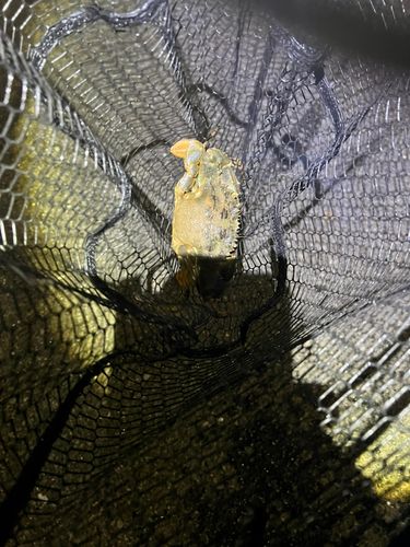 イシガニの釣果