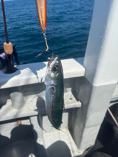 ゴマサバの釣果