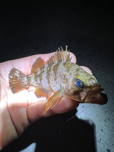 シロメバルの釣果