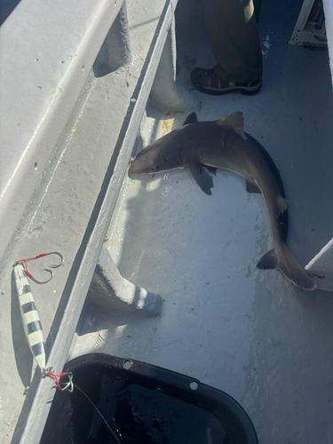 フトツノザメの釣果