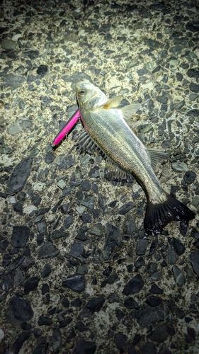 セイゴ（マルスズキ）の釣果