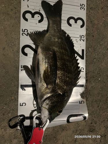 チヌの釣果