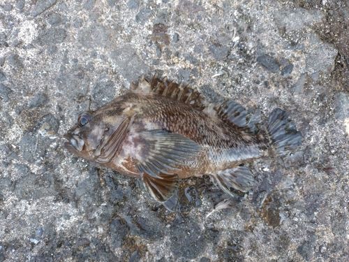 ソイの釣果
