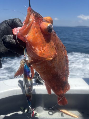 ウッカリカサゴの釣果