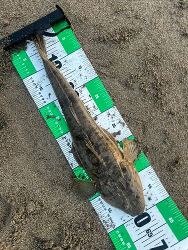 マゴチの釣果