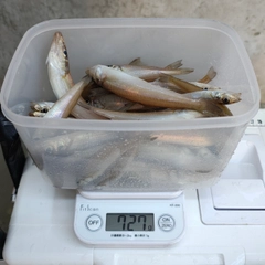 キスの釣果