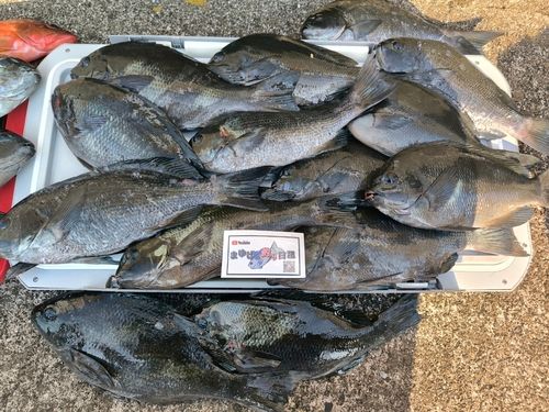 グレの釣果