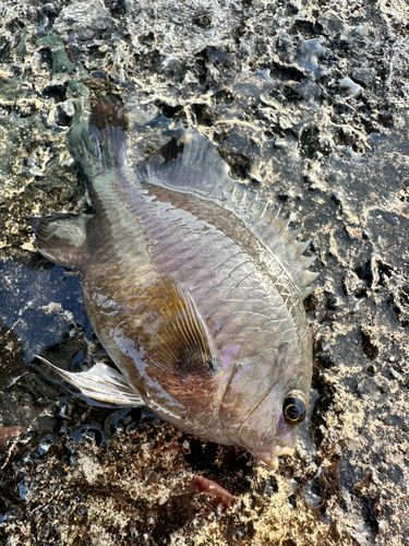 スズメダイの釣果