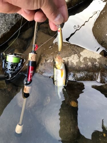 カワムツの釣果