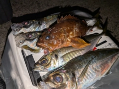 アジの釣果