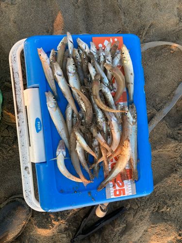 キスの釣果