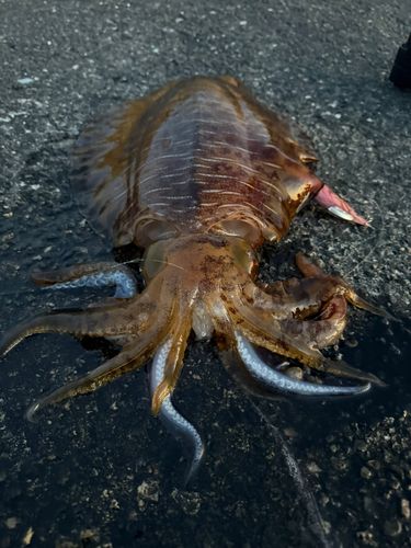 アオリイカの釣果