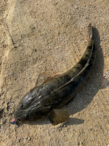 マゴチの釣果