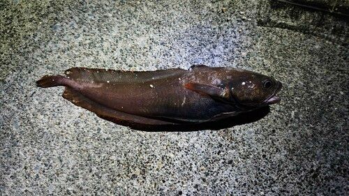 エゾイソアイナメの釣果