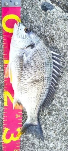 キチヌの釣果