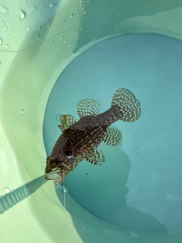 テンジクダイの釣果