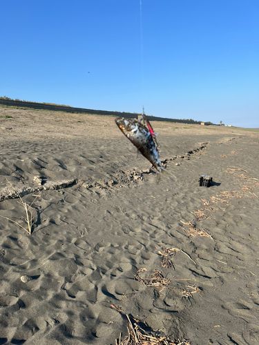 コノシロの釣果