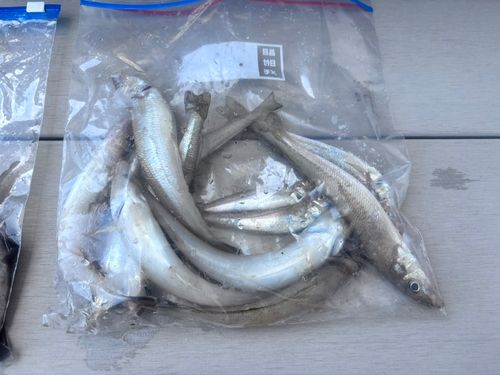 キスの釣果