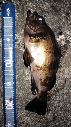クロメバルの釣果