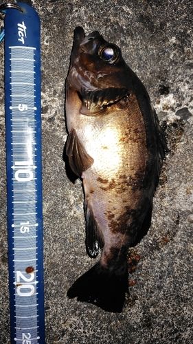 クロメバルの釣果