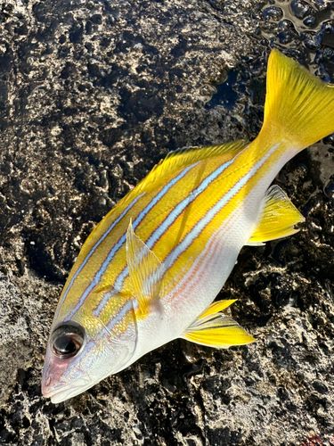 ヨスジフエダイの釣果