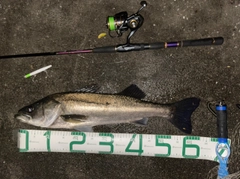 スズキの釣果