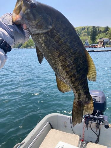 スモールマウスバスの釣果