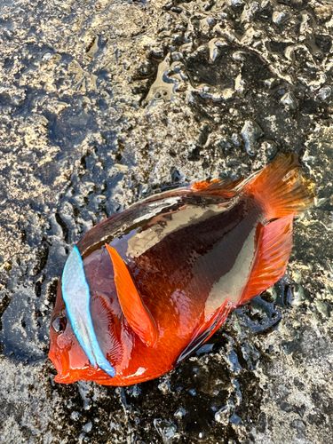 クマノミの釣果