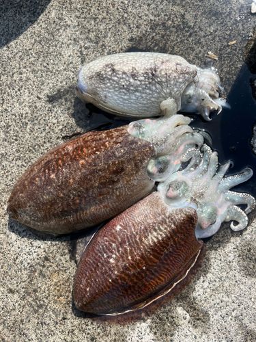 コウイカの釣果