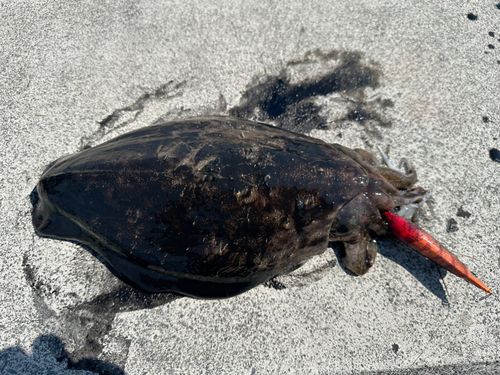 モンゴウイカの釣果