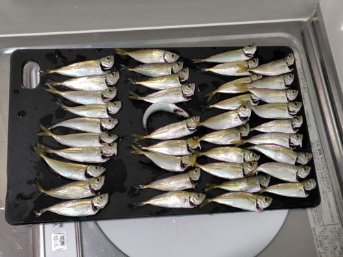 マアジの釣果