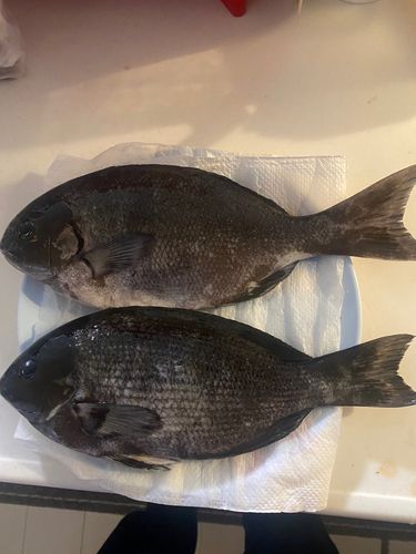 オナガグレの釣果