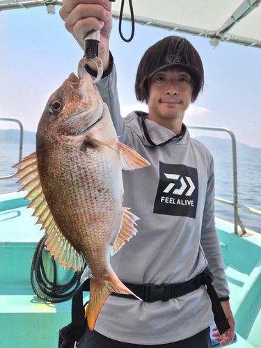 マダイの釣果