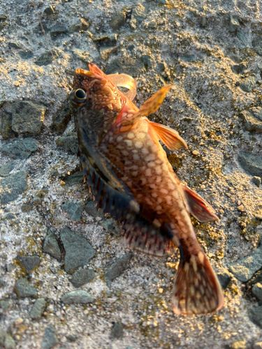 カサゴの釣果