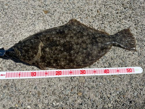 ヒラメの釣果