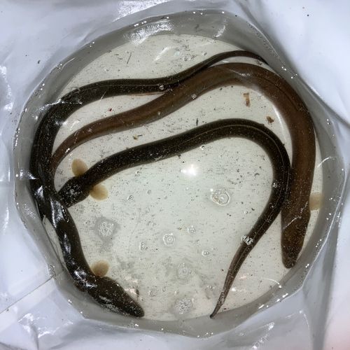 ウナギの釣果