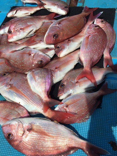 マダイの釣果