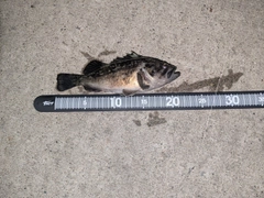 クロソイの釣果