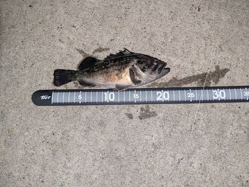 クロソイの釣果
