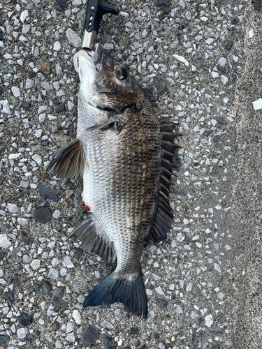 チヌの釣果