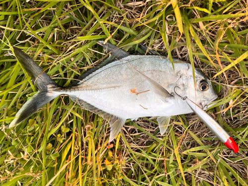 メッキの釣果