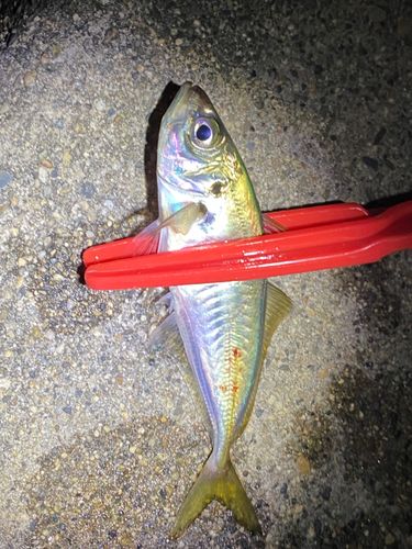 マアジの釣果