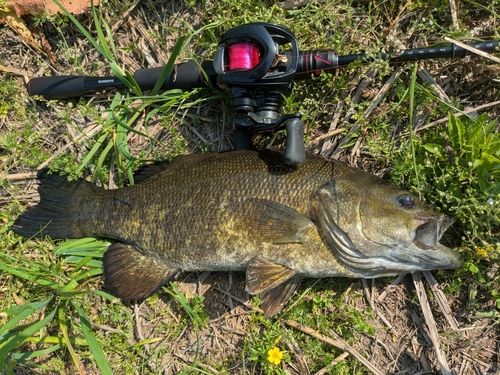スモールマウスバスの釣果
