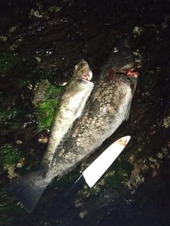 アイナメの釣果