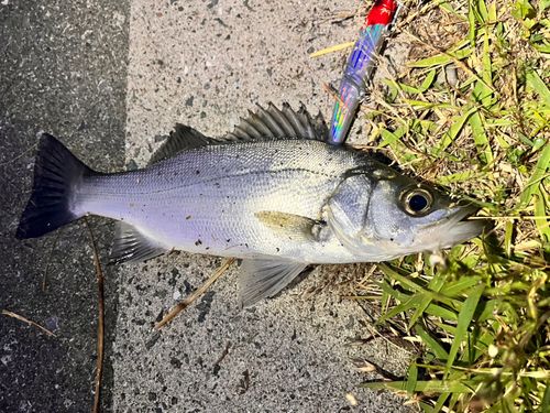 セイゴ（ヒラスズキ）の釣果